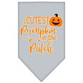 Mirage Pet Products Cutest Pumpkin in the Patch Screen Print BandanaGrey Small 66-426 SMGY